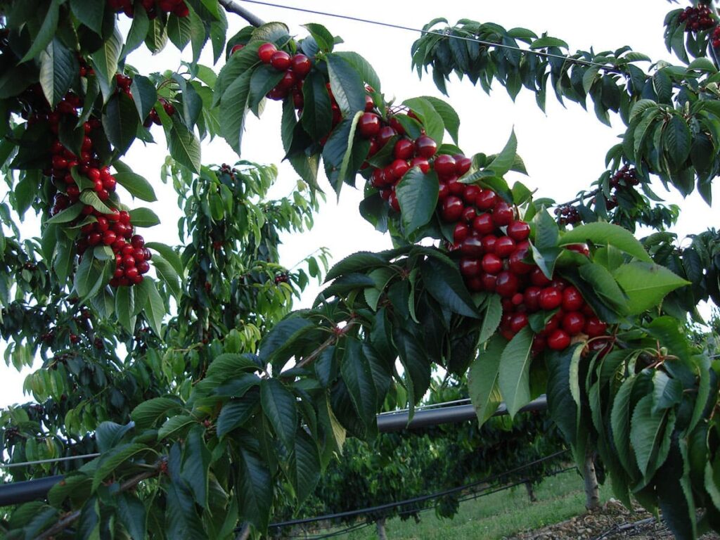 Árbol Entrefrutales